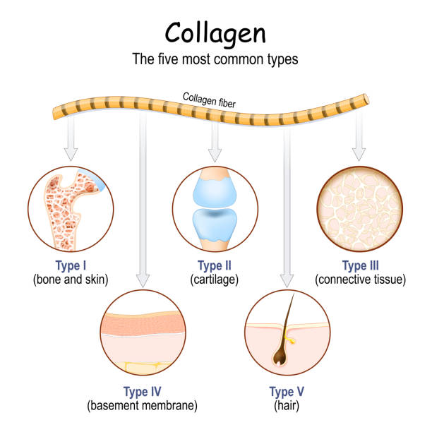 Let’s learn about collagen supplements