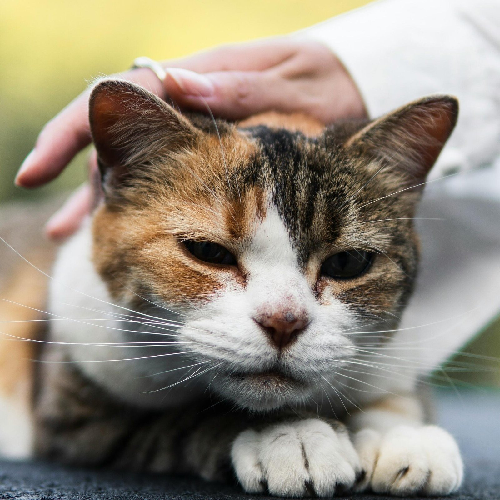 502joe j2FNZ9tRlV0 unsplash 1 1