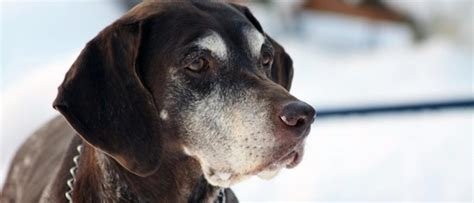Understanding Pet Joint Pain: Signs, Causes, and Solutions