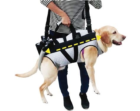 Top 5 Joint Health Products Every Pet Owner Should Know